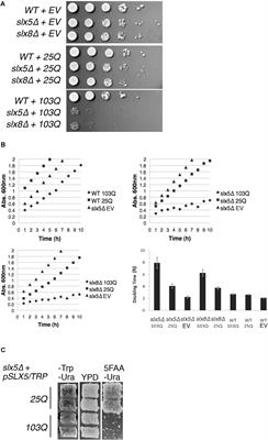 SUMO-Targeted Ubiquitin Ligases (STUbLs) Reduce the Toxicity and Abnormal Transcriptional Activity Associated With a Mutant, Aggregation-Prone Fragment of Huntingtin